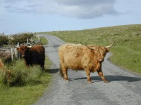 Skye - click here to see more photos