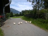 photos Wimmis to Zweisimmen 1